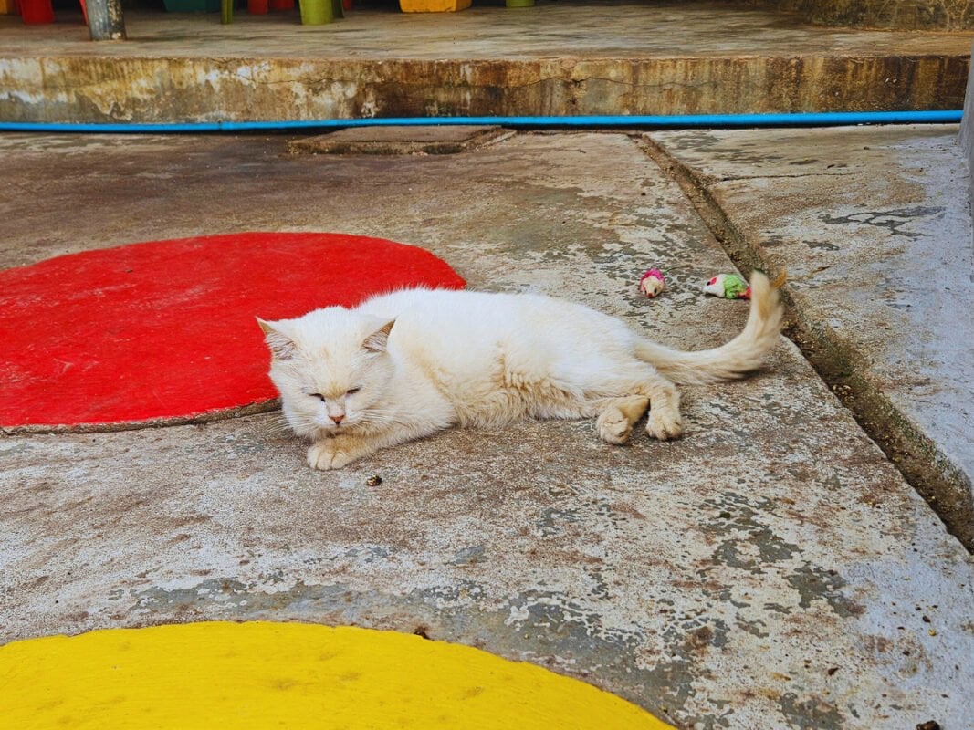 White cat laying on the ground in Koh Lanta animal shelter