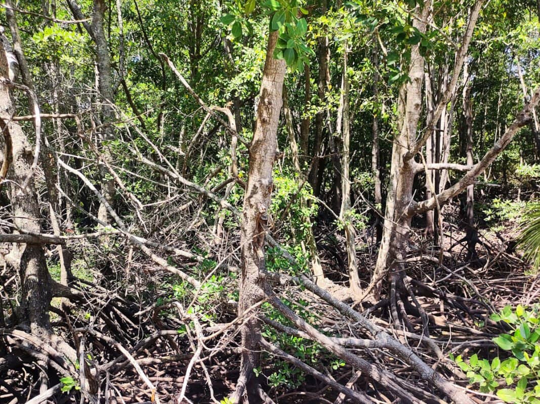 Koh Phi Phi mangrove forest