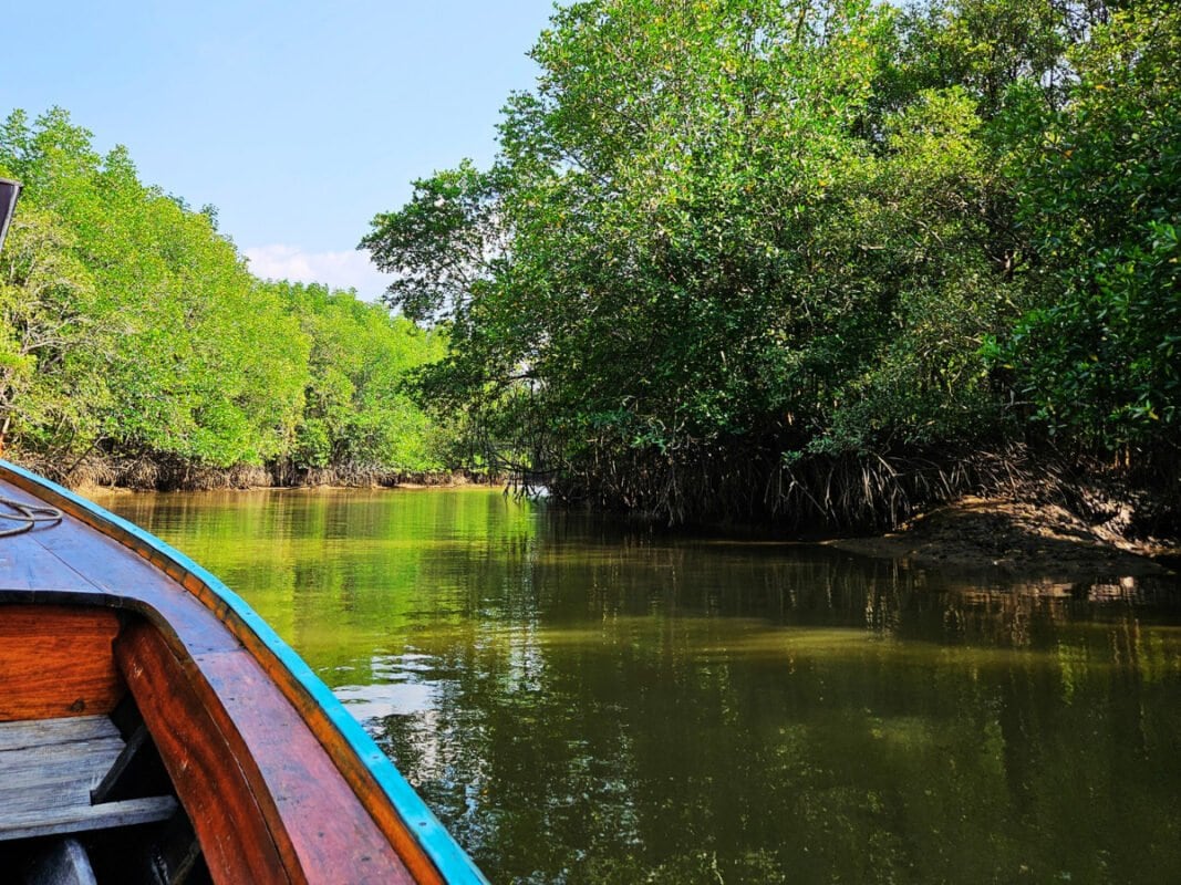 Boat driving in the river in mangrove forest Krabi Town