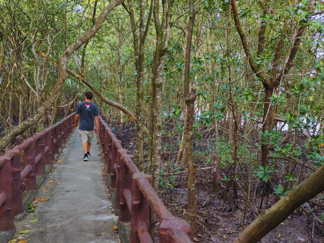 Mangrove walk in krabi town