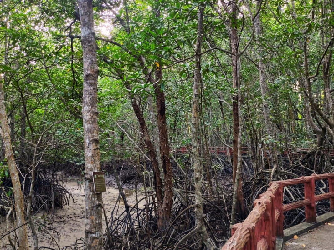 Mangroves, trees, bridge and river in krabi town