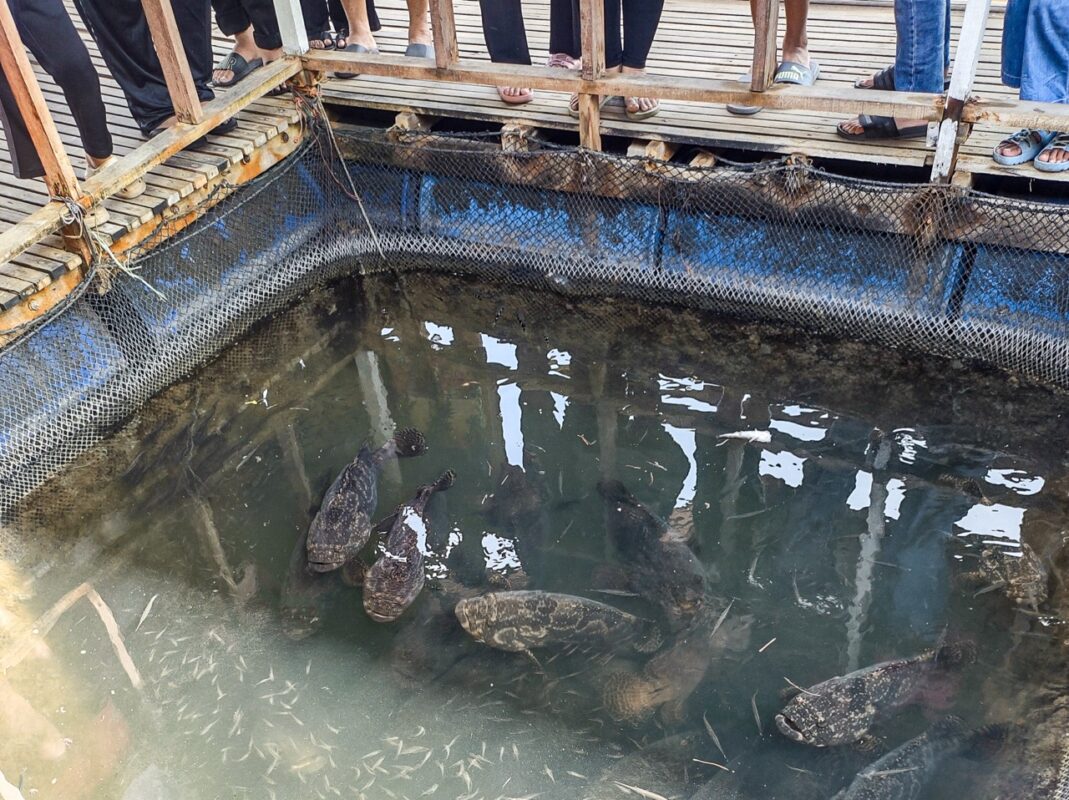 Group of large groupers swimming in a netted enclosure at a floating fish farm with visitors above.