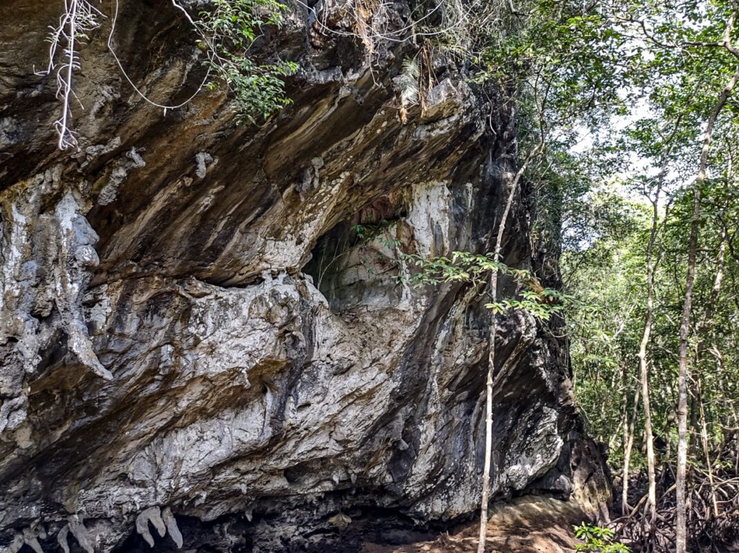 Close-up of a rugged limestone rock face with stalactites and exposed tree roots near a mangrove forest.