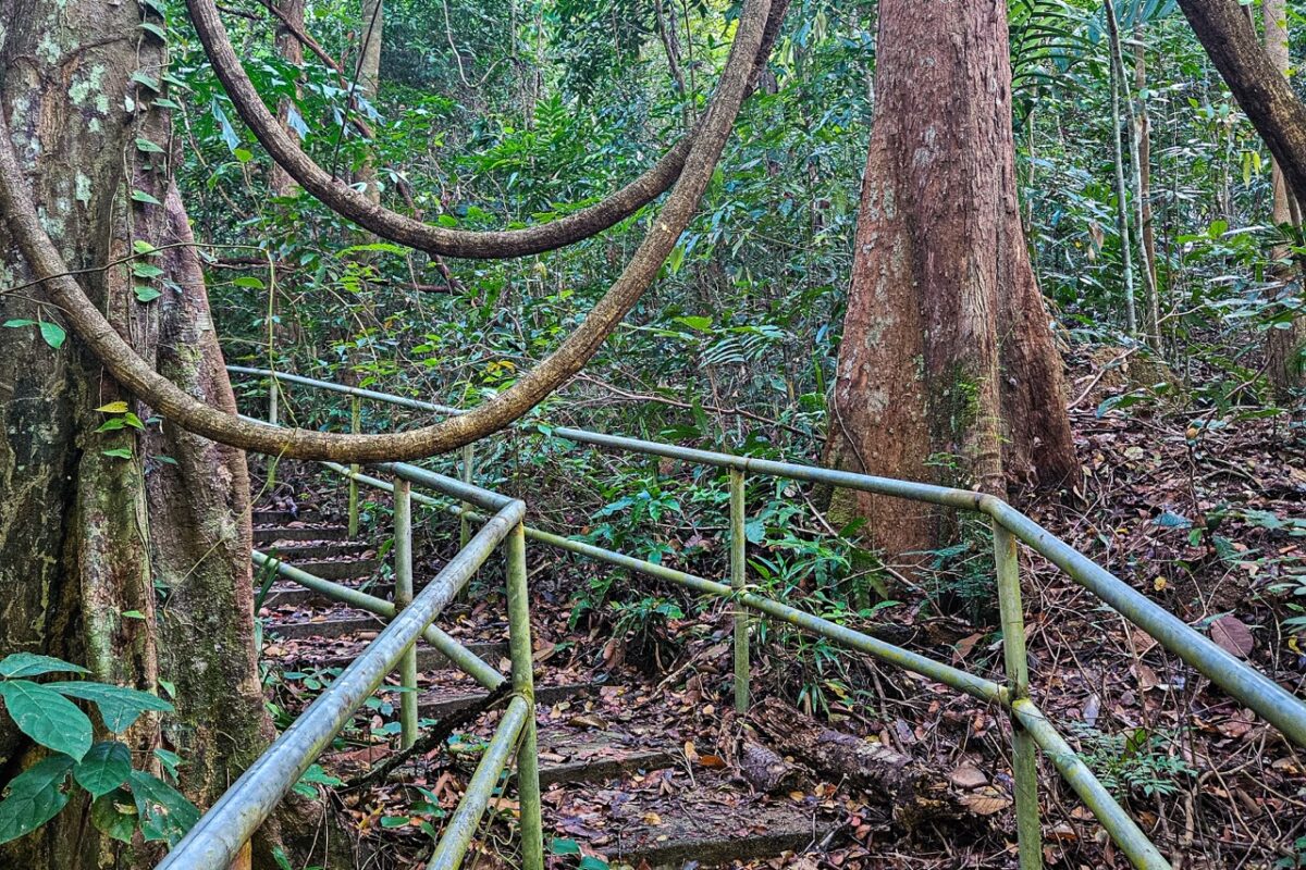 Metal handrails guiding a narrow concrete staircase through a forest with thick hanging vines.