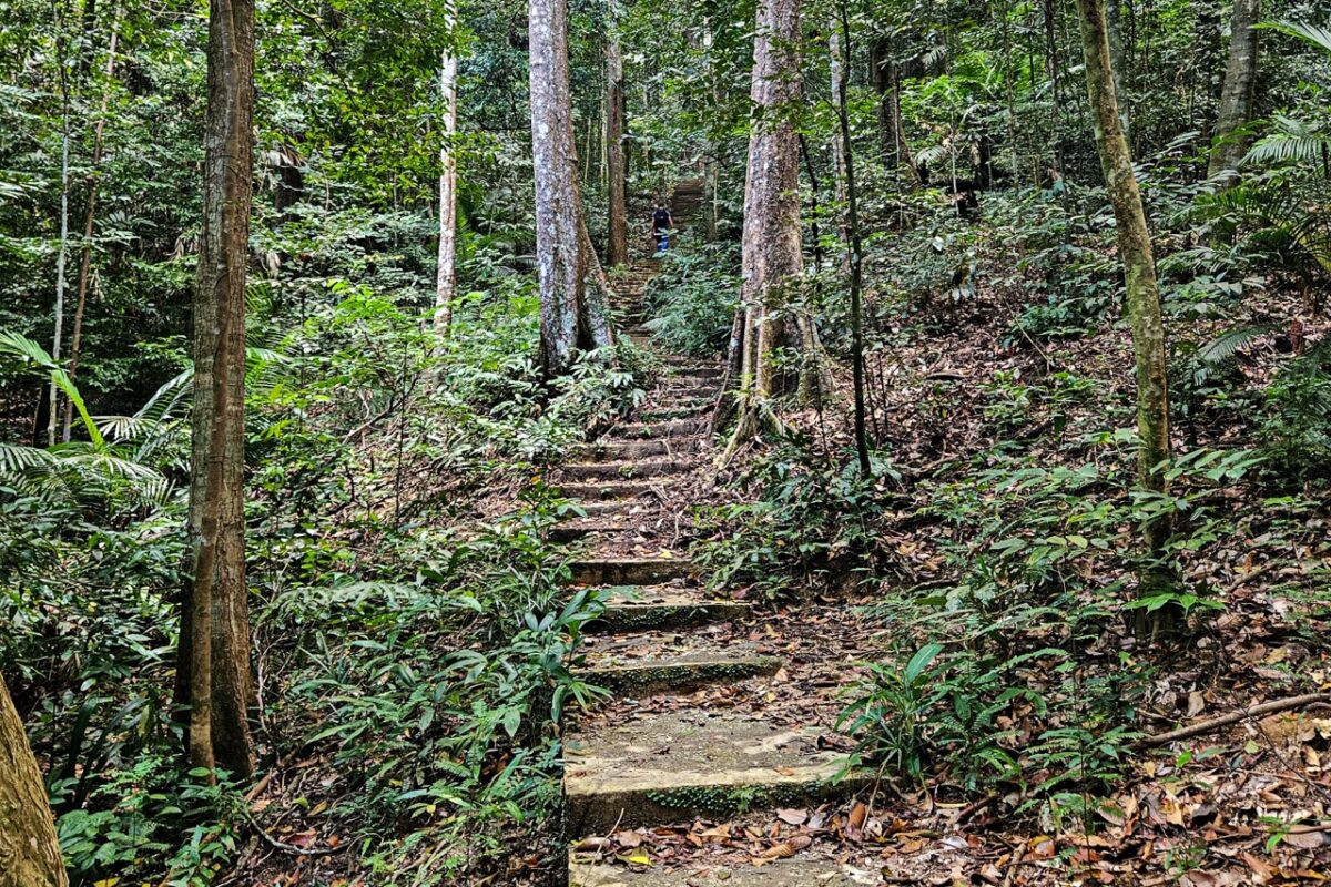 Long, straight concrete staircase ascending steeply through a dense, tall forest.