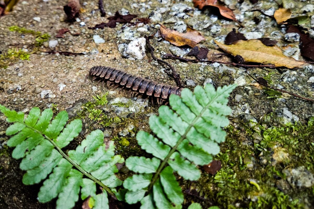 A large, dark brown millipede crawling on mossy ground near green fern leaves.