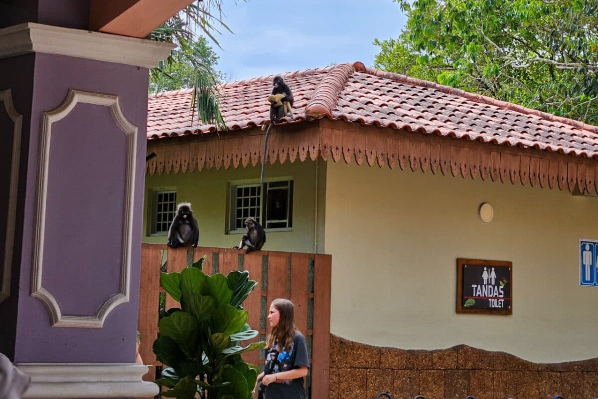 Monkey in the oriental village, Langkawi