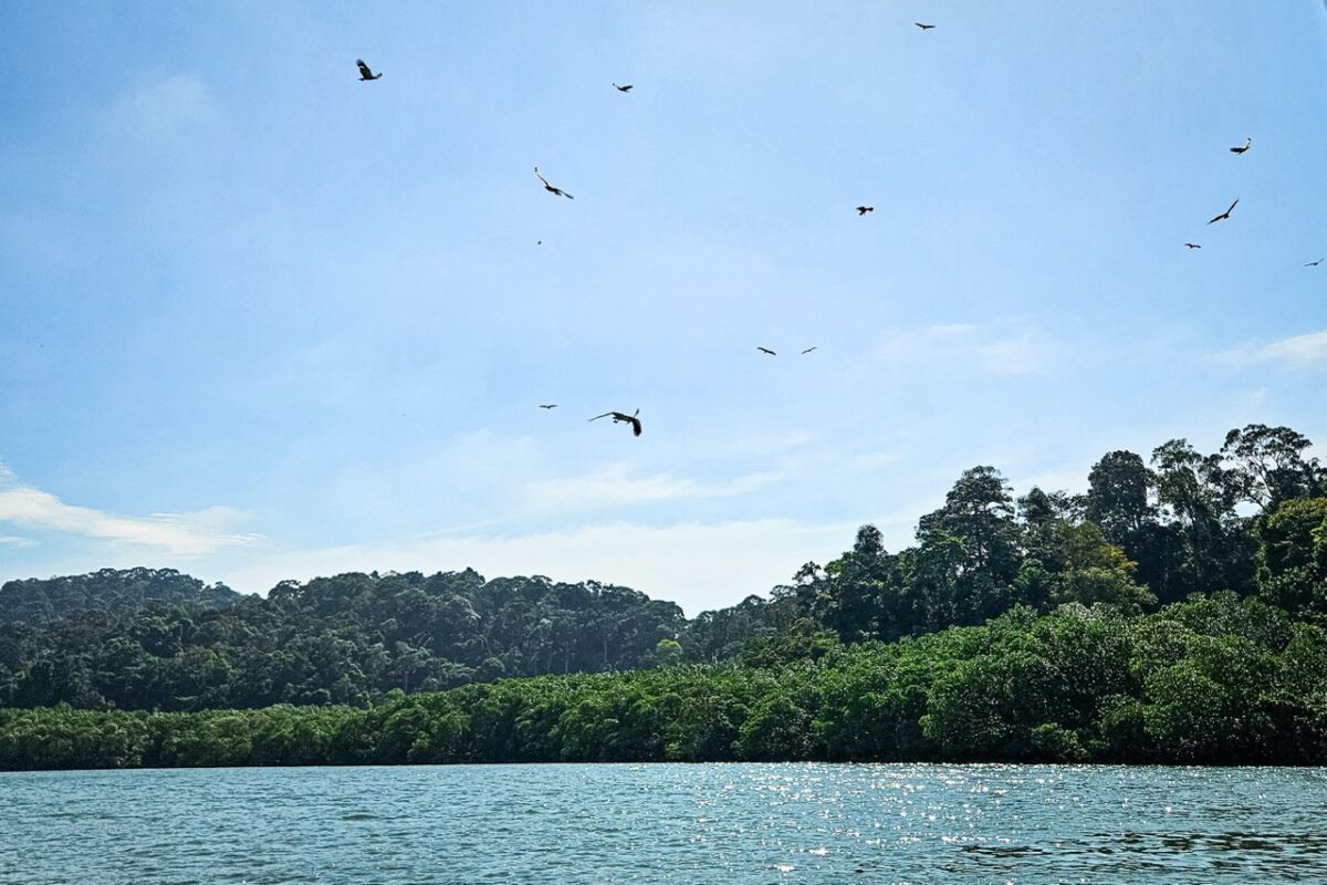 Eagles soaring over a lush tropical mangrove forest under a clear blue sky at at Pulau Singa Besar, Langkawi