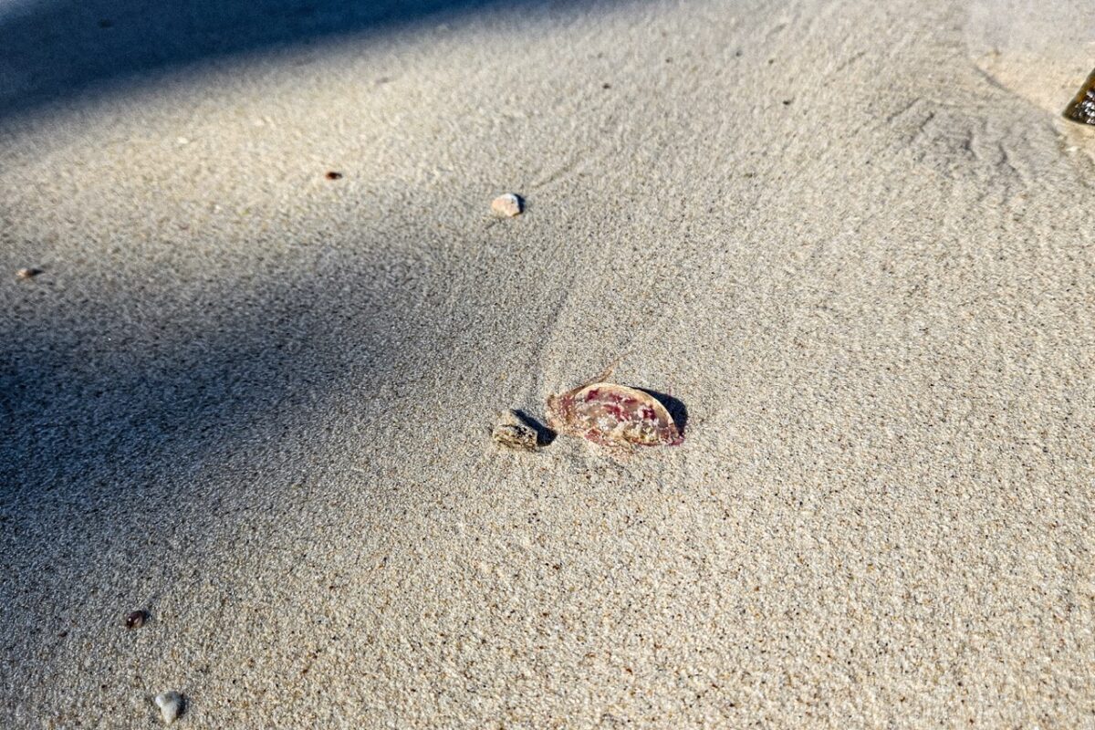 A small, translucent pink and purple jellyfish washed up on a tan, sandy beach.