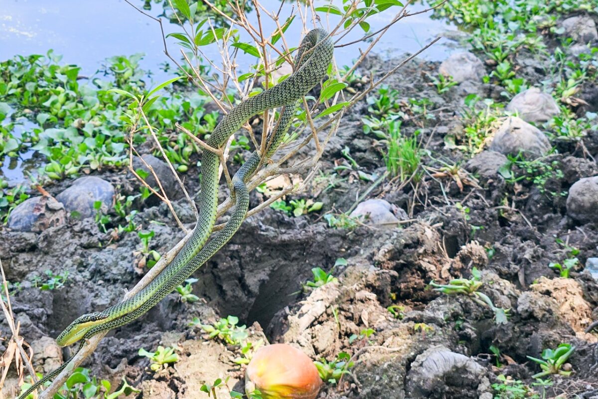 Green snake spotted in mangrove area on Pulau Tuba island