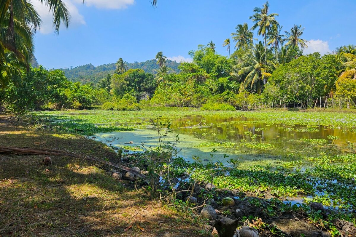 Lagoon landscape surrounded by jungle on Pulau Tuba island.