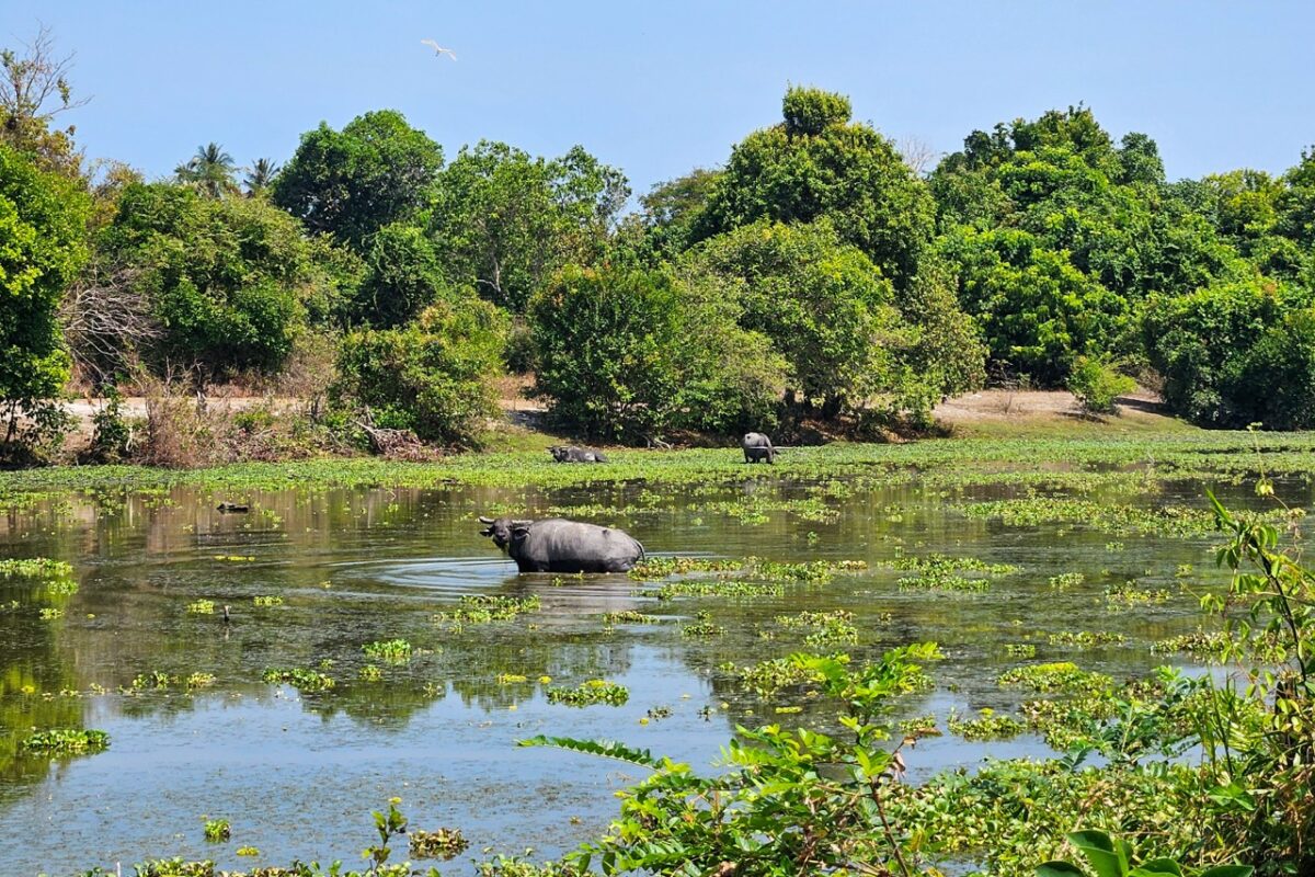 Water buffalo standing in lagoon on Pulau Tuba island Langkawi