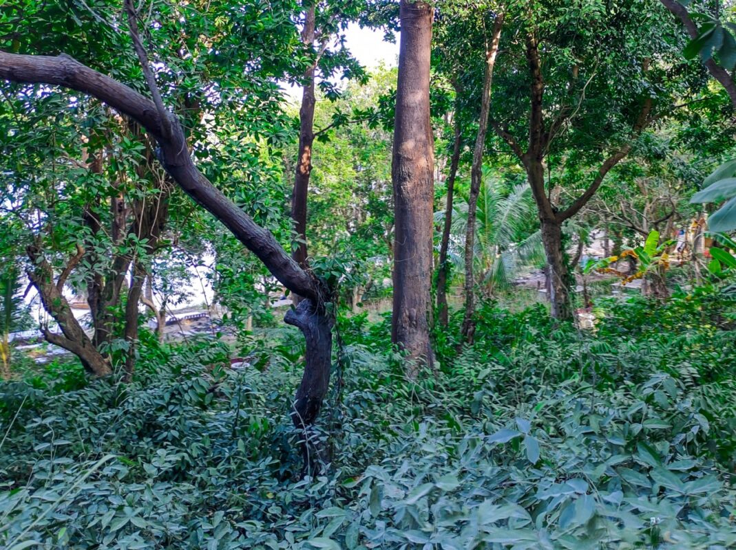 Jungle trail leading to hidden beaches in Koh Lipe Thailand