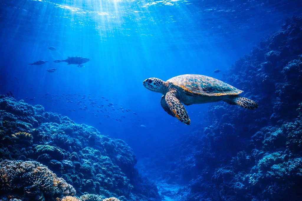 Sea turtle swimming in Koh Lipe Thailand snorkeling waters