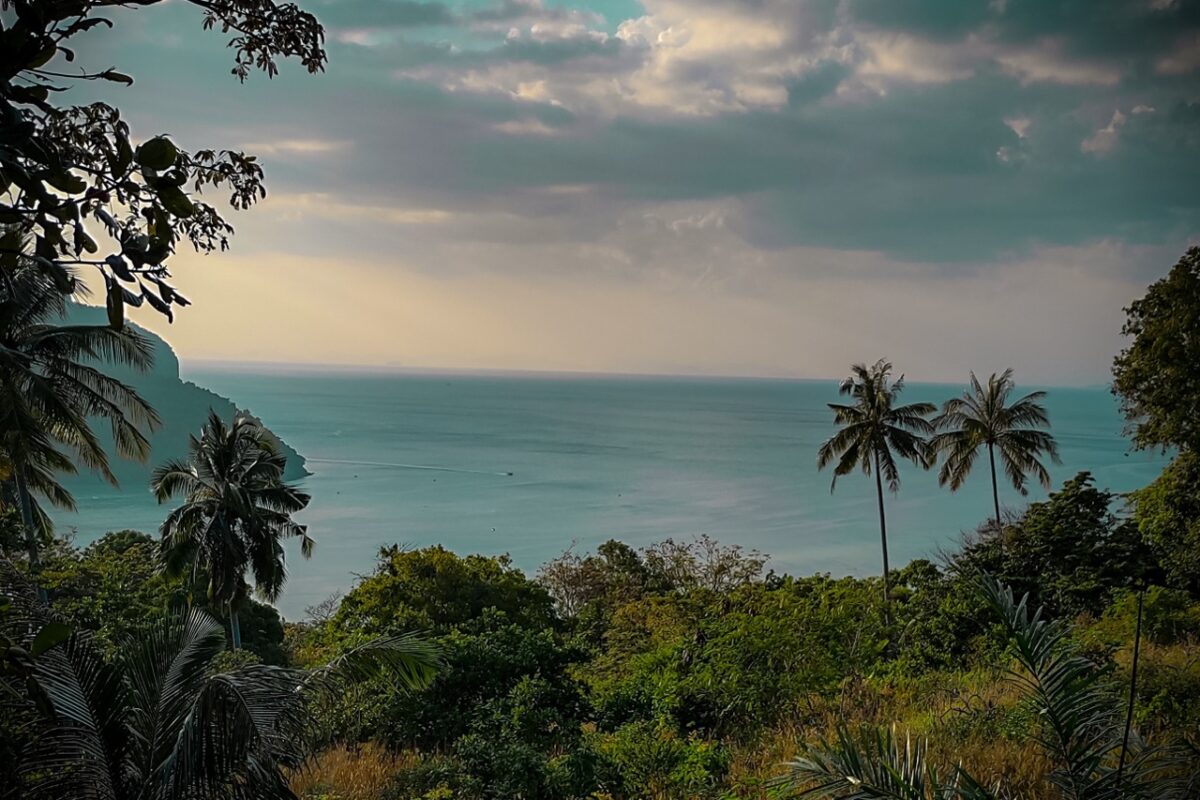 Jungle view over the coast in Koh Phi Phi with palm trees and sea