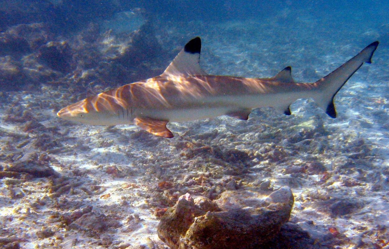Blacktip shark Thailand koh phi phi
