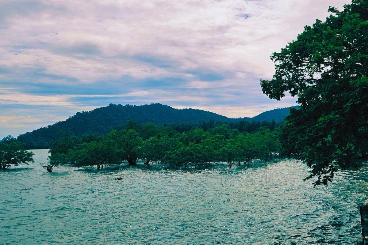 Koh Lanta mangrove forest