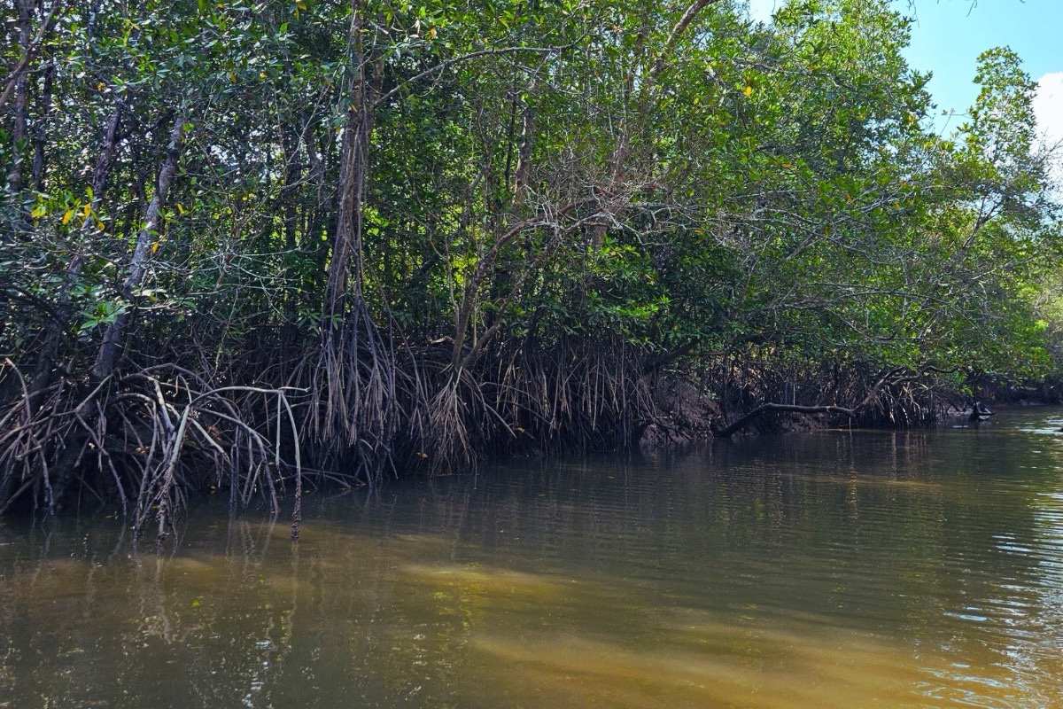 Koh Lanta mangroves and river, Thung Yee Pheng Mangrove Forest