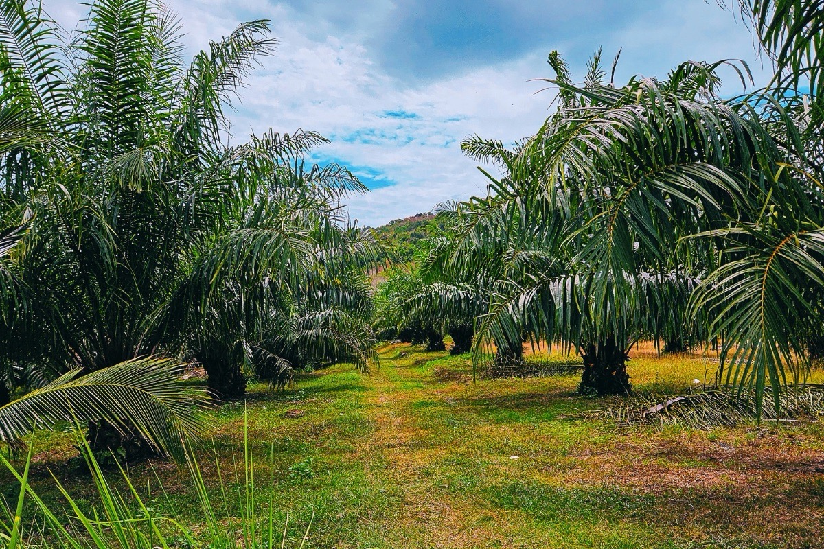 Koh Lanta palm trees plantation mainland