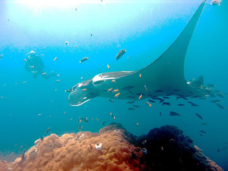 Manta ray swimming underwater at Hin Daeng, Thailand